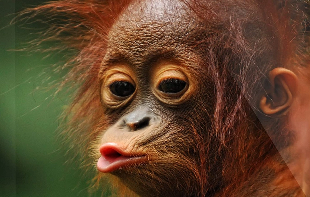 Ảnh mèo meme thể hiện các khoảnh khắc ngộ nghĩnh của những chú mèo.