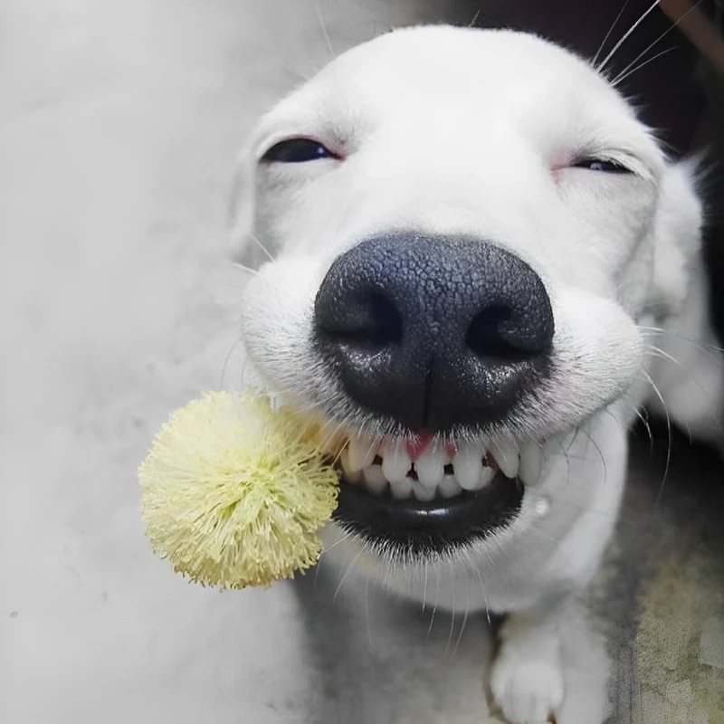 Hình ảnh chó meme luôn đem lại sự hài hước và vui vẻ nhờ biểu cảm của chú chó.