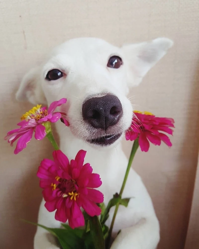 Meme chó chihuahua là hình ảnh cực kỳ dễ thương và vui nhộn từ giống chó nhỏ này.