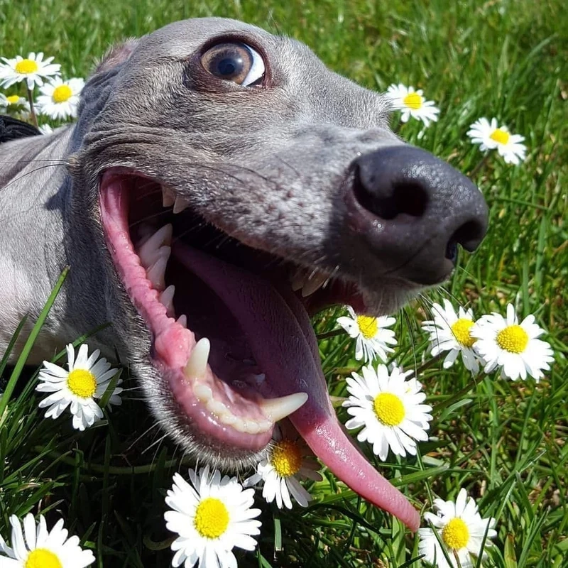 Mặt chó meme là những biểu cảm đáng yêu và vui nhộn khiến bạn phải yêu thích.