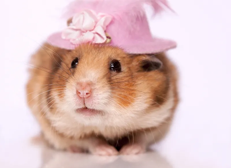 Con chuột meme luôn làm bạn phải bật cười với những biểu cảm tinh nghịch.