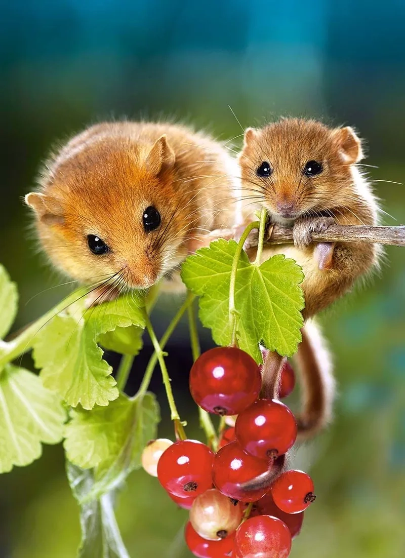 Ảnh chuột hamster meme sẽ khiến bạn bật cười với nét mặt hài hước của chuột.