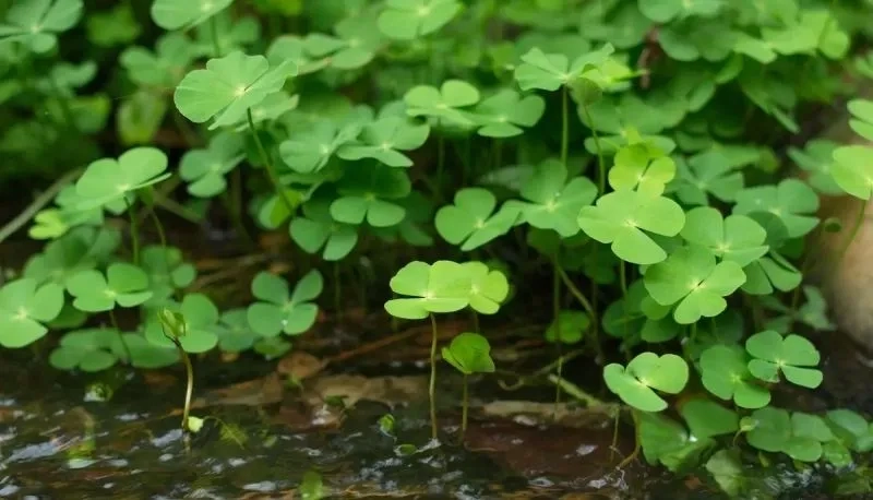 Hình nền điện thoại may mắn cho mệnh thổ mang lại tài lộc cho bạn