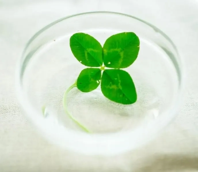 Hình nền mang lại may mắn cho mệnh mộc giúp bạn thu hút năng lượng tích cực