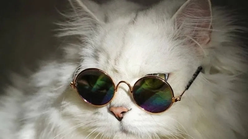 Meme mèo cute mang đến những khoảnh khắc dễ thương và hài hước.