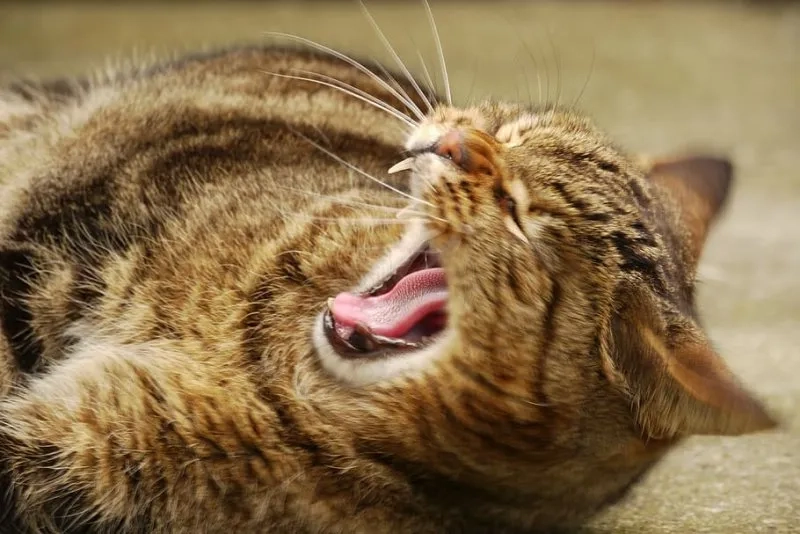 Ảnh chế meme mèo bựa mang đến khoảnh khắc thú vị và đầy bất ngờ.