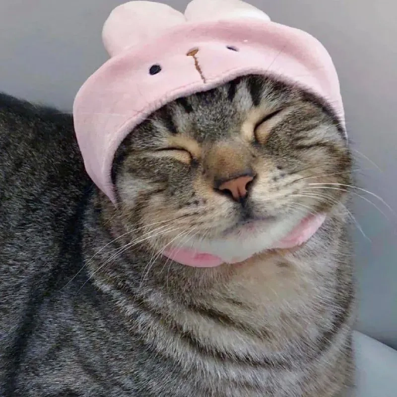 Meme con mèo mang đến những khoảnh khắc vui nhộn và dễ thương.