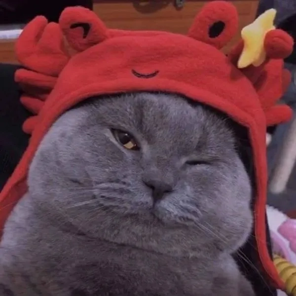 Meme mèo cười há há là khoảnh khắc hài hước, tạo cảm giác vui vẻ.