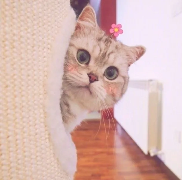 Meme mèo cười vô tri là hình ảnh không thể bỏ qua với sự ngây thơ và dễ thương.