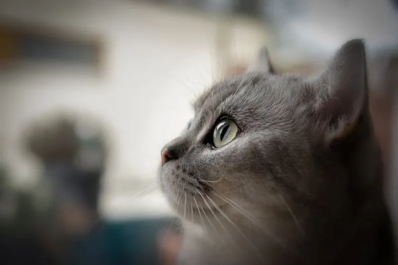 Mèo cười meme là bức ảnh cực kỳ dễ thương và hài hước.