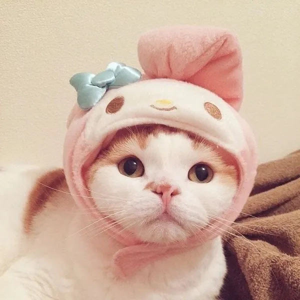 Meme con mèo cười mang đến khoảnh khắc hài hước không thể bỏ qua.