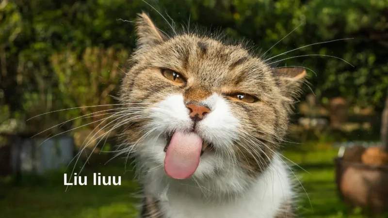 Thêm thú vị với troll face meme gấu trúc bựa weibo