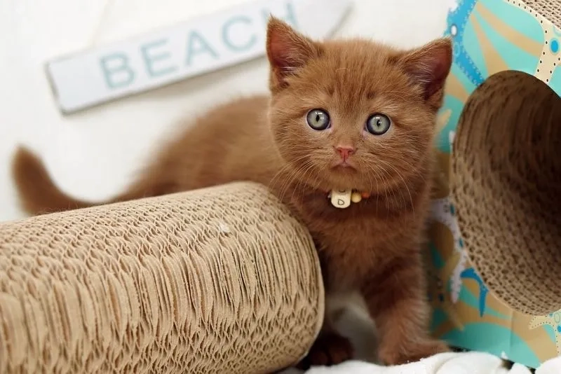 Bựa há mồm meme mèo cười tạo ra hình ảnh cực kỳ thú vị và gây cười.