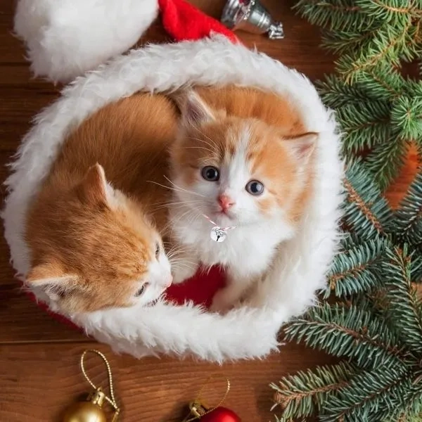 Meme mèo cười mỉm thể hiện sự ngọt ngào và đáng yêu của chú mèo.