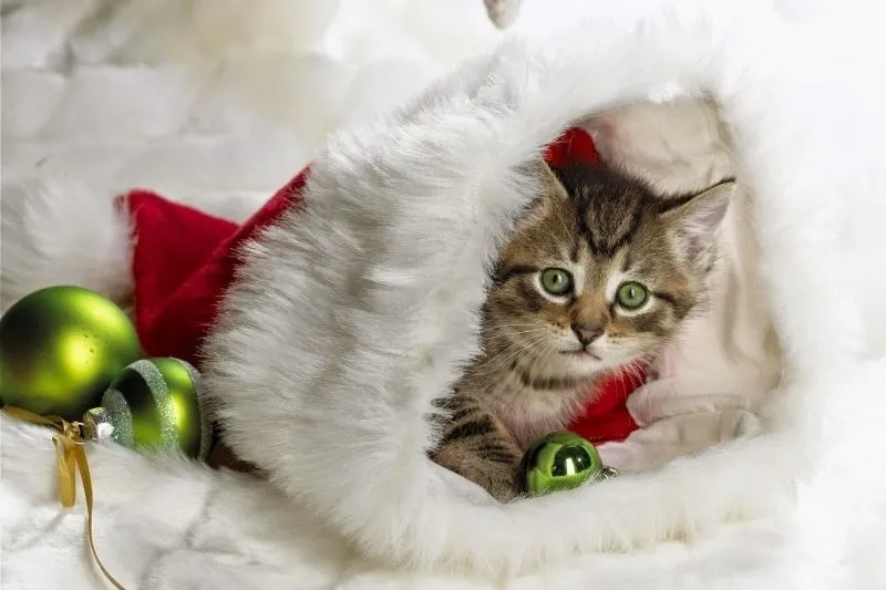 Ảnh chế há mồm meme mèo cười khiến mọi người không thể không bật cười.