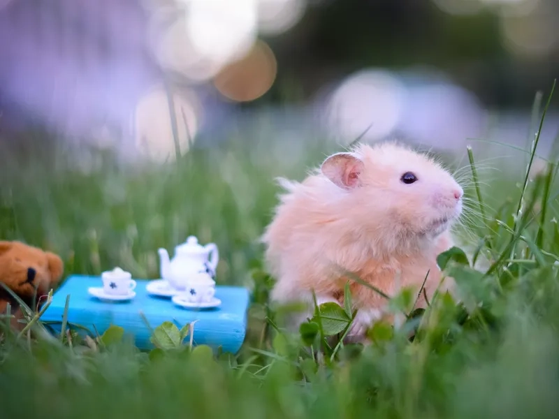 Ảnh con chuột hamster meme tạo ra những khoảnh khắc hài hước và đáng yêu.
