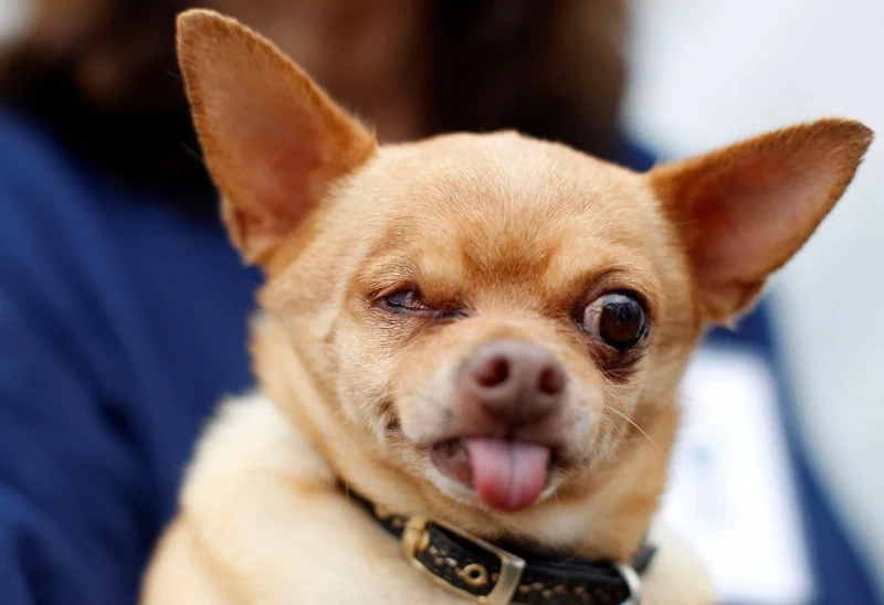 Ảnh meme chó mèo là những khoảnh khắc đáng yêu của cả chó và mèo, luôn thu hút sự chú ý.