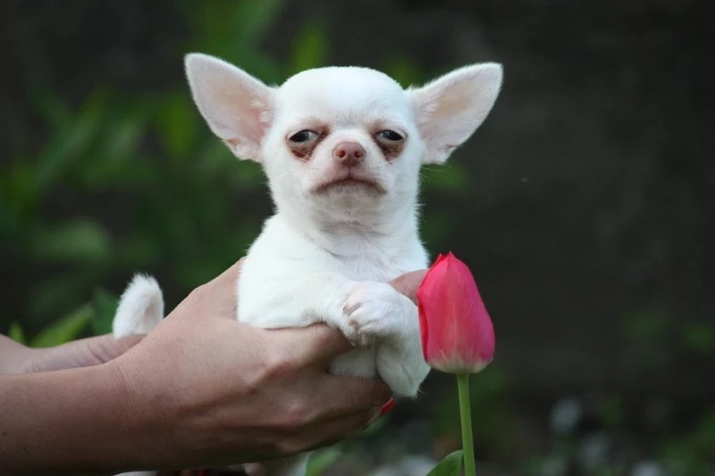 Avatar chó meme là hình ảnh lý tưởng để làm ảnh đại diện, dễ thương và thu hút.