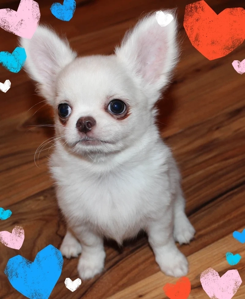 Meme cơm chó mang đến những tình huống hài hước và dễ thương về cuộc sống của chó.