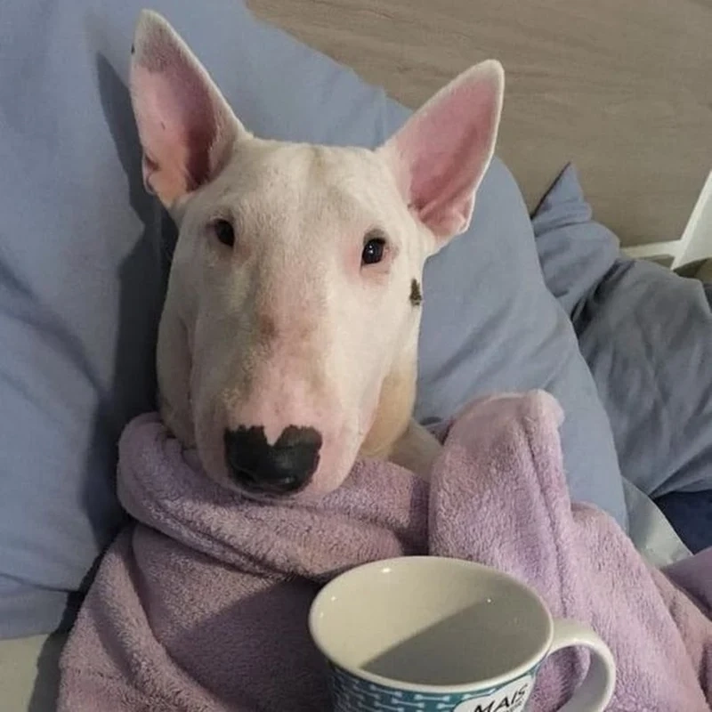 Meme chó bị ong đốt mang đến khoảnh khắc hài hước và đầy bất ngờ từ biểu cảm đau đớn của chó.