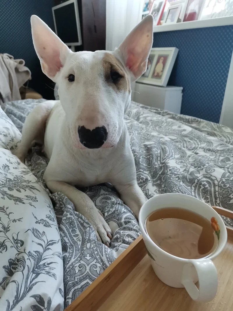 Bịt mõm chó meme tạo nên hình ảnh hài hước từ biểu cảm ngạc nhiên của chú chó.