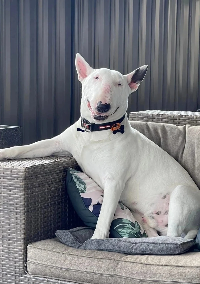 Meme chó ôm đầu tạo ra hình ảnh ngộ nghĩnh, đáng yêu khi chú chó làm động tác này.