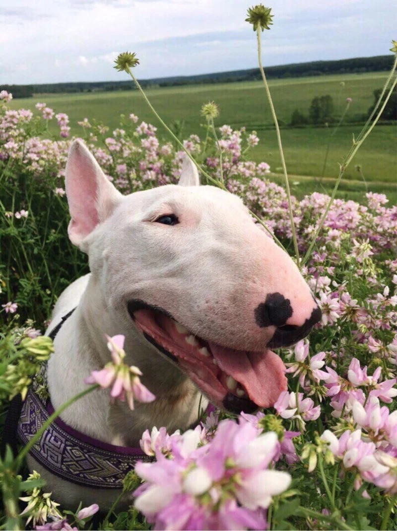 Meme xạo chó là những tình huống hài hước, ngộ nghĩnh khiến bạn phải bật cười.