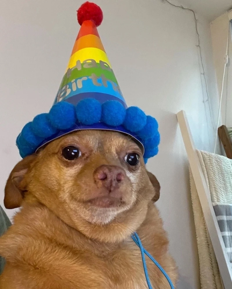 Chó shiba meme là hình ảnh của chú chó với nét mặt dễ thương khiến người xem không thể nhịn cười.