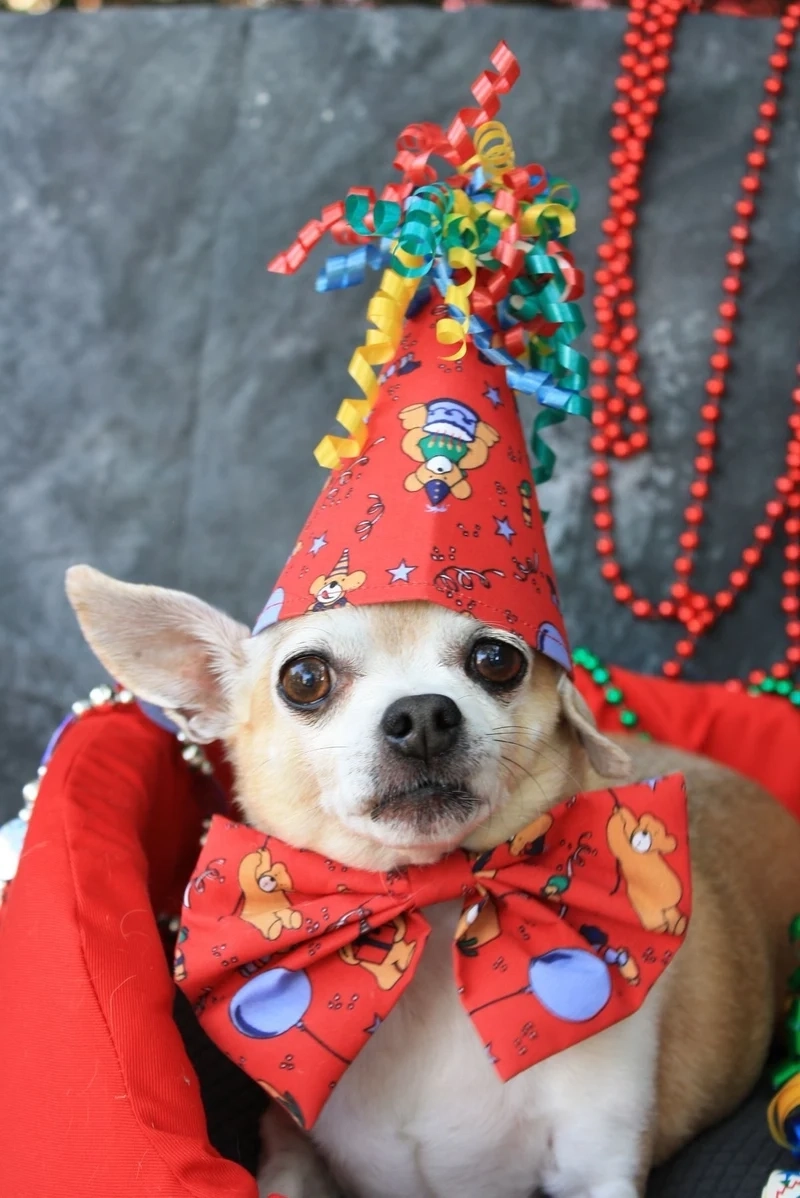 Ảnh con chó meme là khoảnh khắc không thể thiếu trong bộ sưu tập của những tín đồ yêu thích meme.