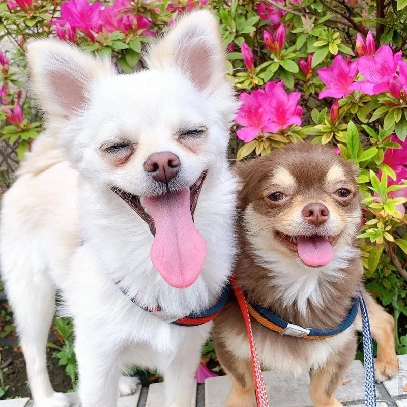 Hình nền meme chó là lựa chọn hoàn hảo để làm nền điện thoại của bạn với những khoảnh khắc hài hước.