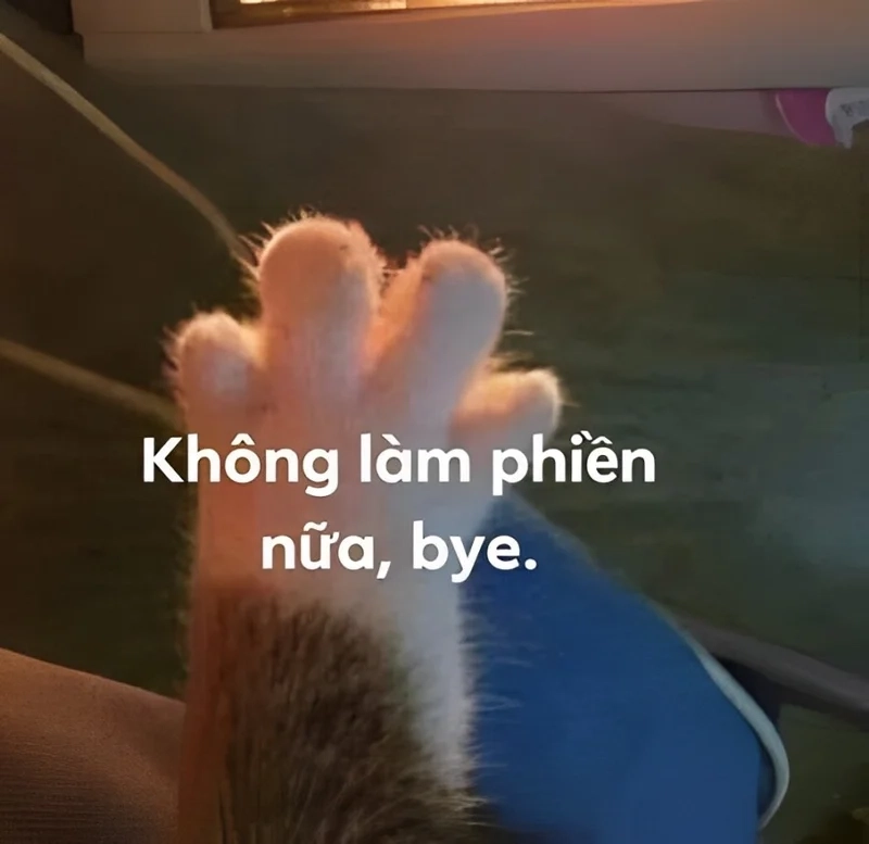 Bye bye mewing meme khiến bạn không thể nhịn cười khi nhìn thấy các chú mèo dễ thương.