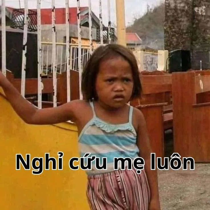 Meme mèo hết cứu dễ thương không chịu nổi