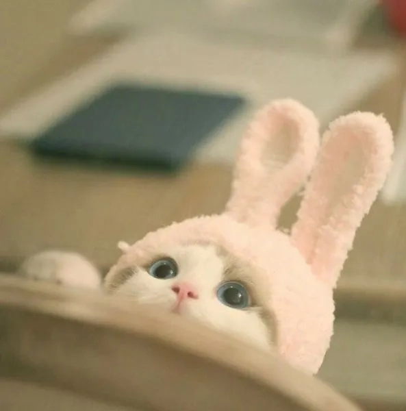 Cười meme mèo cười là hình ảnh vui nhộn khiến ai cũng không thể nhịn cười.