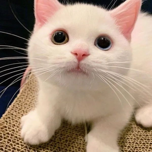 Bựa meme mèo cười tạo ra khoảnh khắc hài hước đầy bất ngờ.