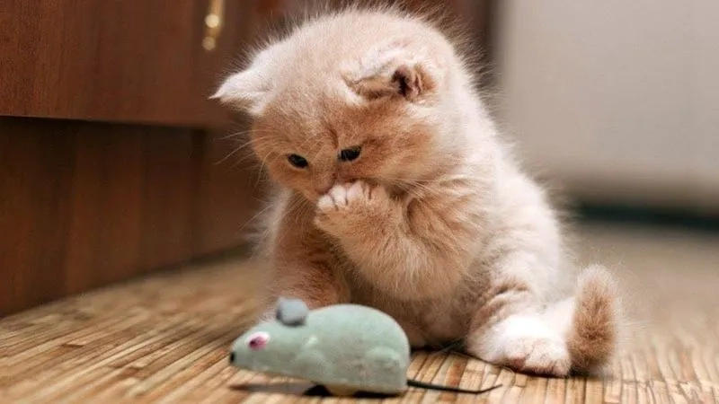 Meme mèo cười che miệng tạo ra hình ảnh thú vị và dễ thương.