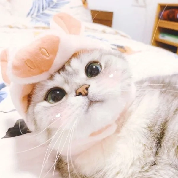 Video meme mèo cười là những khoảnh khắc đầy tiếng cười và dễ thương.