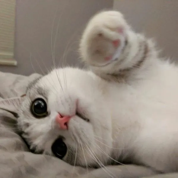 Meme mèo cười vào mặt tạo ra cảm giác ngạc nhiên và rất thú vị.