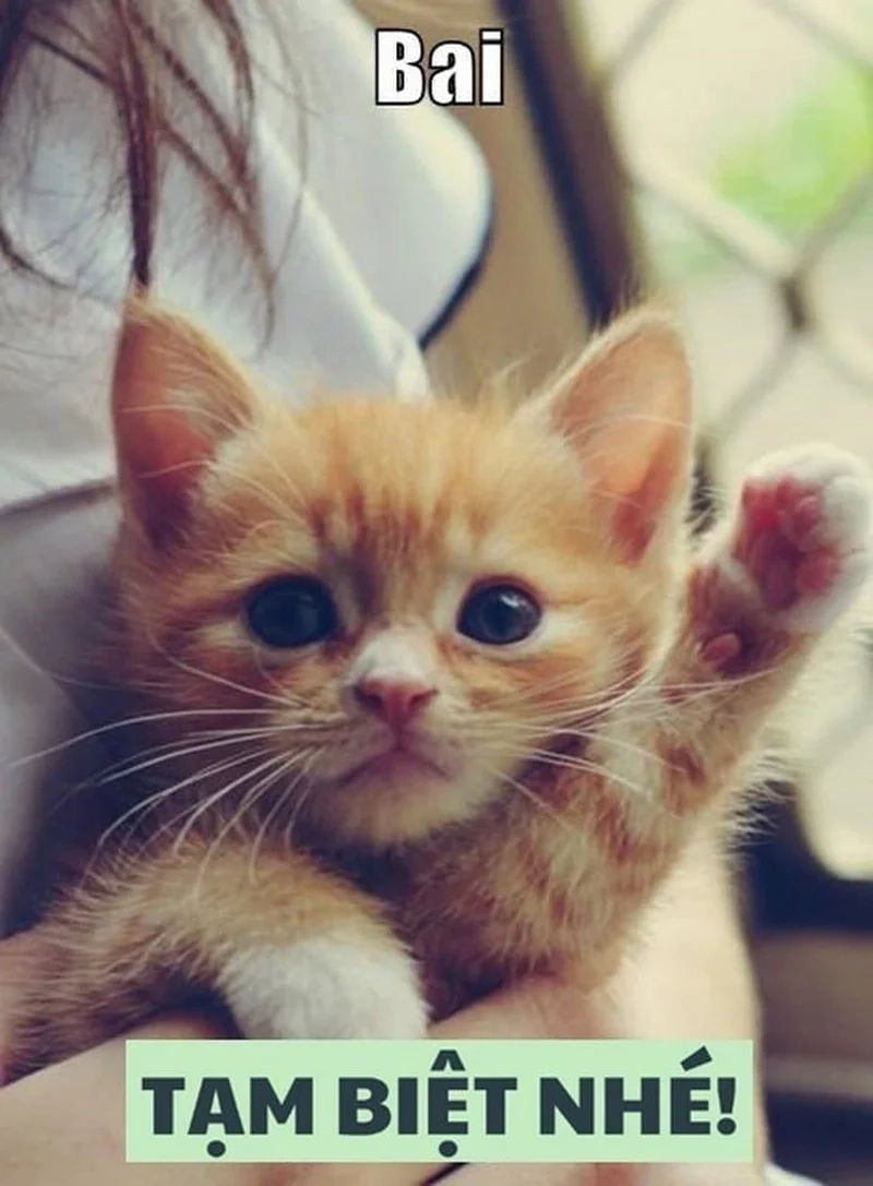 Tạm biệt meme khiến bạn không thể nhịn cười với những lời chia tay ngộ nghĩnh.
