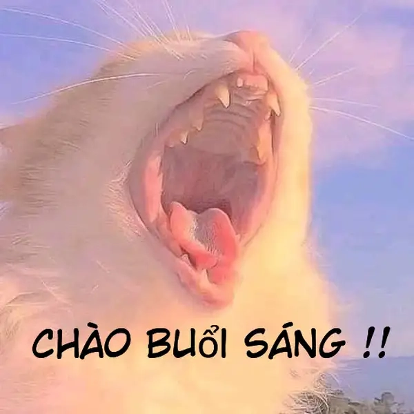 Meme xin chào đáng yêu siêu hot
