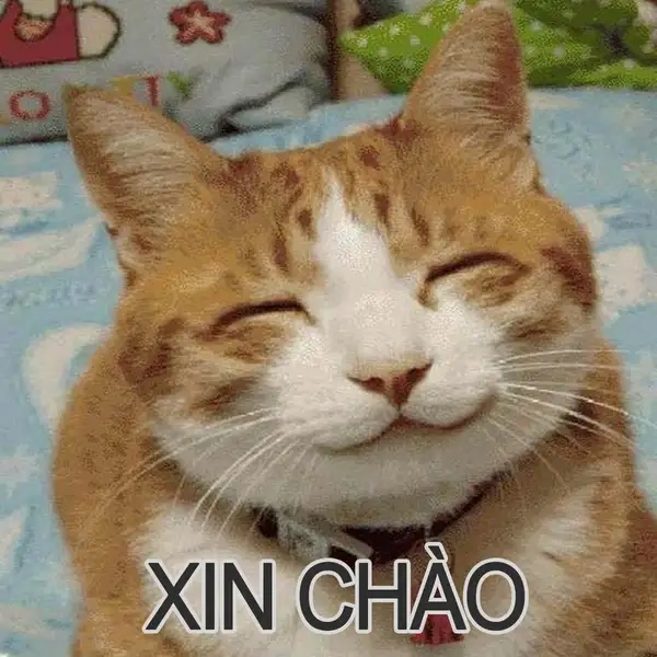 Xem ngay hình meme xin chào vui nhộn
