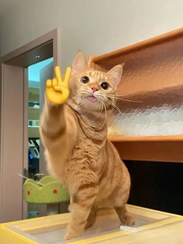 Meme chào buổi sáng tràn đầy năng lượng