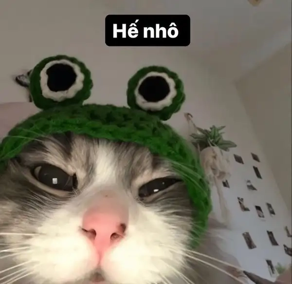 Meme mèo chào buổi sáng đầy năng lượng