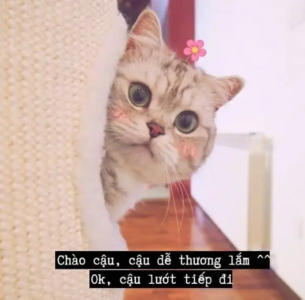 Ảnh meme chào buổi sáng năng động nhất