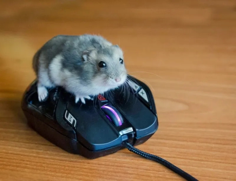Avatar chuột hamster meme là hình ảnh hài hước, dễ thương được chia sẻ rộng rãi.