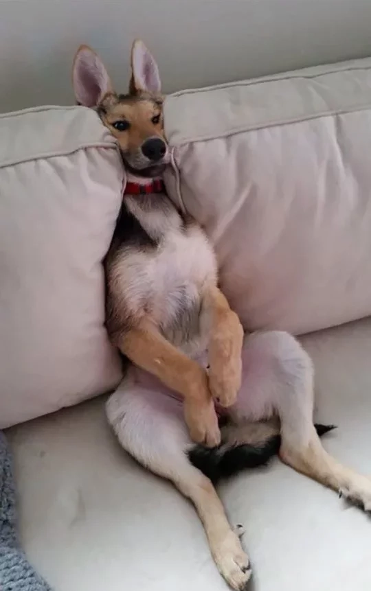 Thỏa sức sáng tạo với ảnh meme Doge nổi tiếng