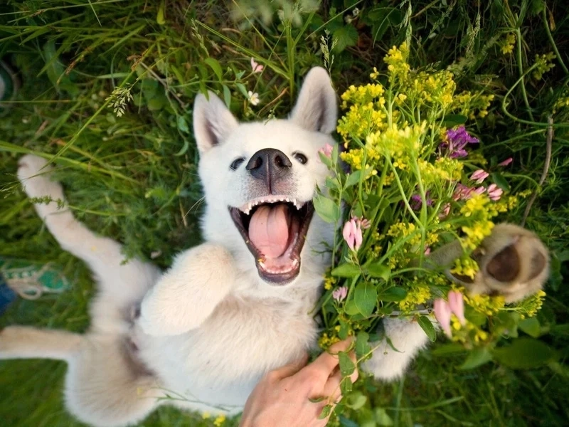 Ảnh meme hài chó khiến người xem phải cười thả ga với những khoảnh khắc hài hước từ chú chó.