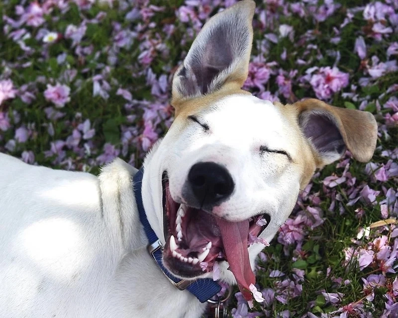 Cơm chó meme đem đến sự hài hước từ những tình huống bất ngờ với con chó.