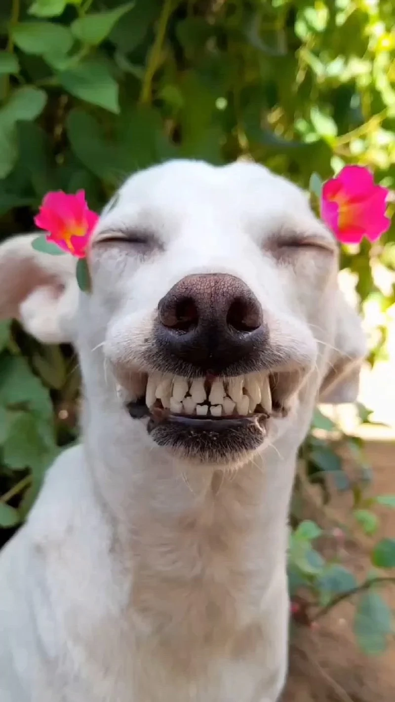 Chó cười meme là hình ảnh tuyệt vời khiến bạn cảm thấy vui vẻ và thư giãn.