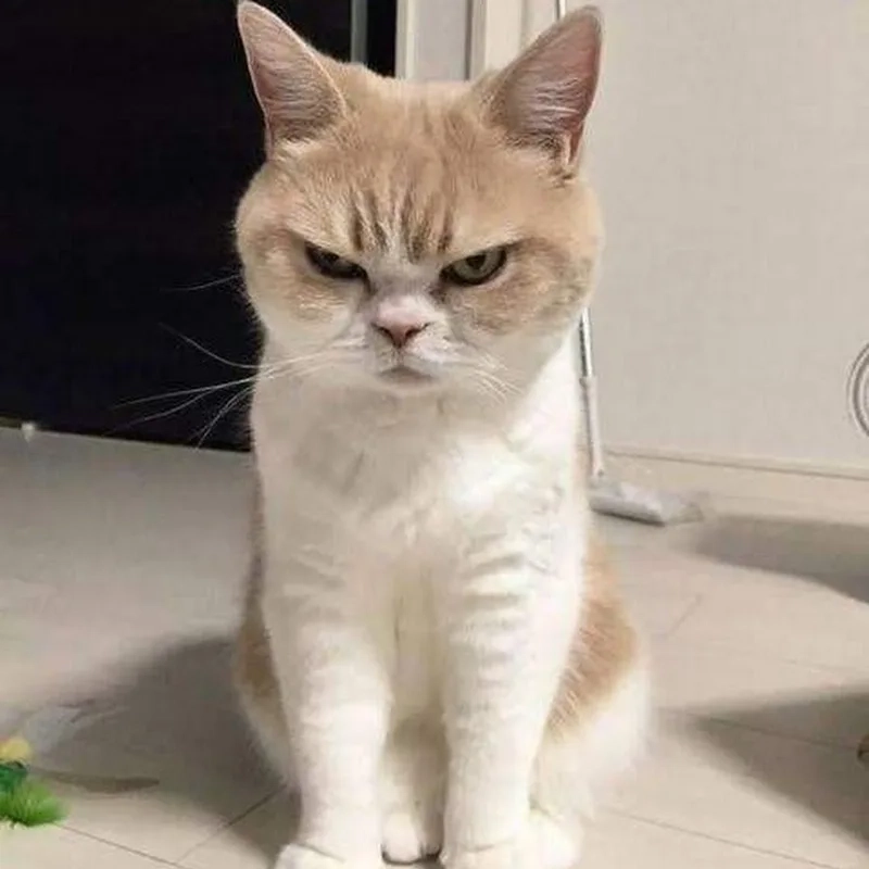 Ảnh meme mèo tức giận sẽ khiến bạn không thể nhịn được cười với những nét mặt giận dữ.
