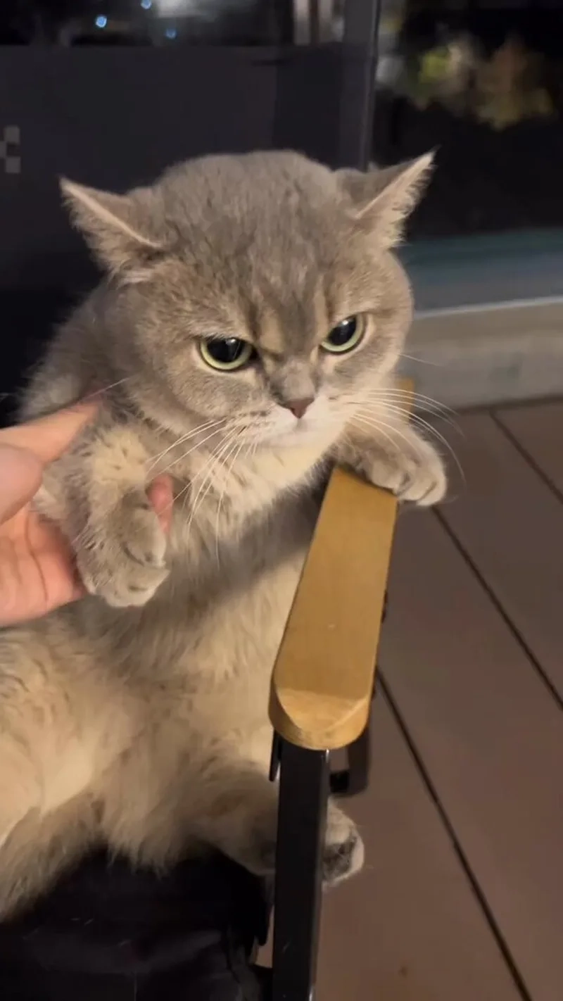 Meme tức giận hài mang đến những tình huống cực kỳ vui nhộn và không thể nhịn cười.